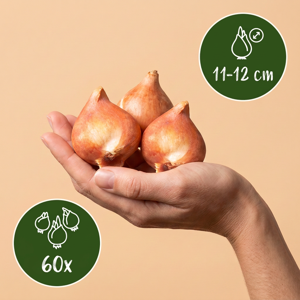 60x Tulipa Triumph Mix - Flower Bulbs - Triumph Tulip Mix - Miscellaneous - Spring Bloomer - Bulb Size 11/12