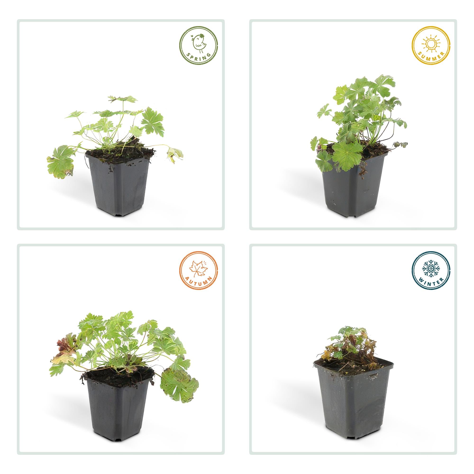 6x Geranium cant. 'Biokovo' - ↕10-25cm - Ø9cm