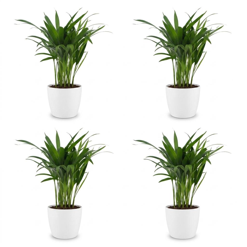 Areca Lutescens - Goudpalm - 4x - met Potter Wit - Pot 12cm - Hoogte - 45cm