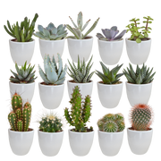 Cactus and succulent mix 5.5 cm | 15 pieces - in white pot