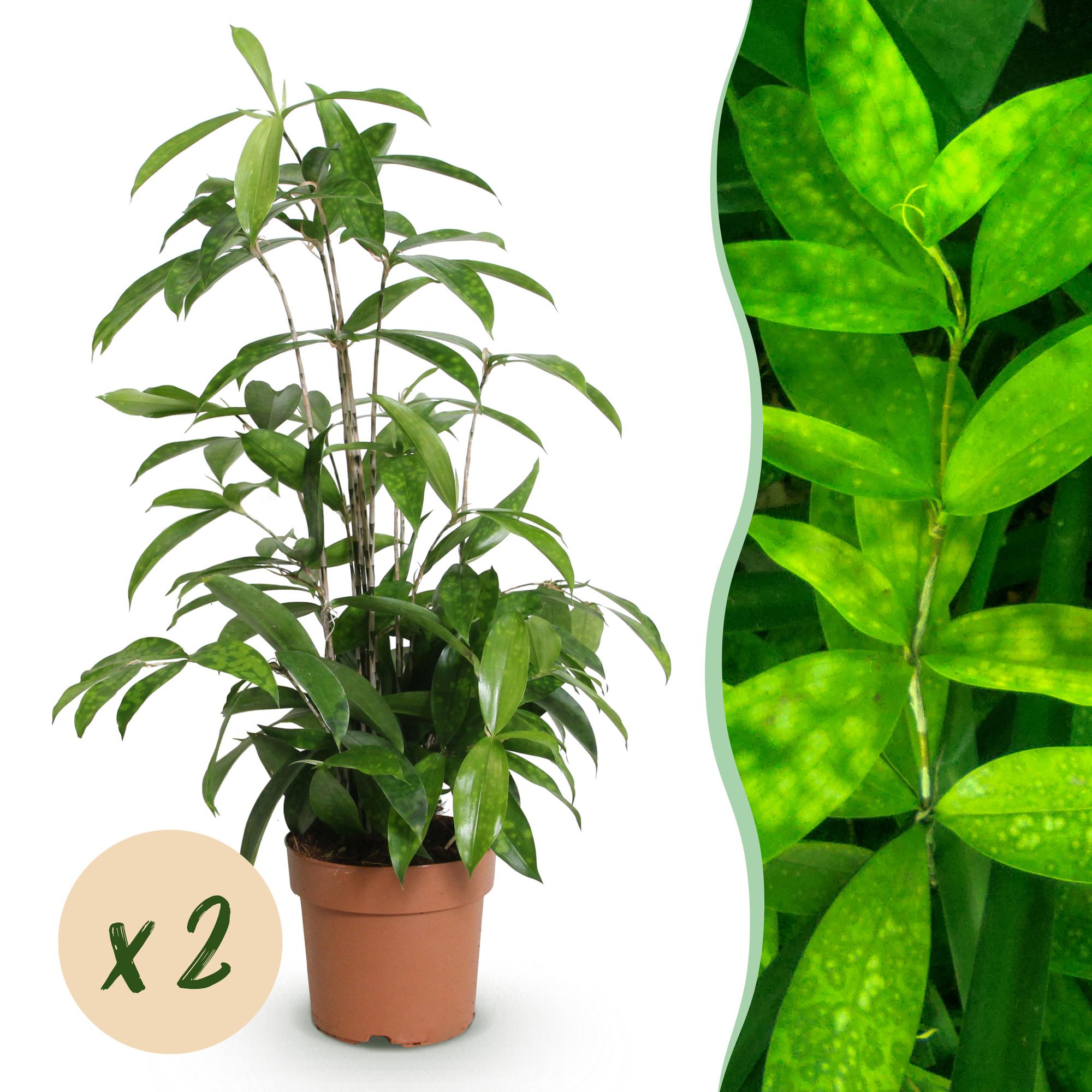 Dracaena surculosa - Drakenbloedboom - Weinig onderhoud - Groen - 2 Planten - Pot 17cm - Hoogte 60-70cm