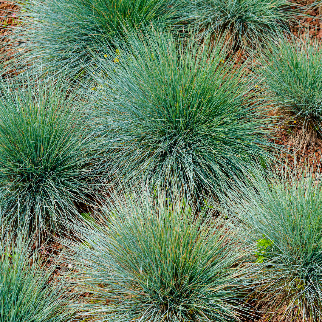 12x Festuca gautieri - ↕10-25cm - Ø9cm