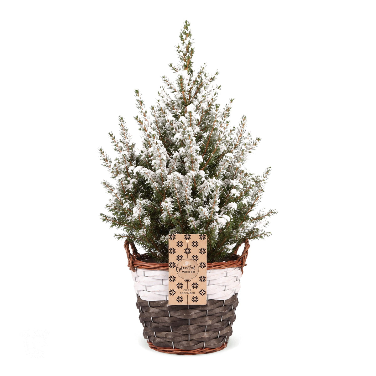 Picea glauca Conica - Kegelspar - Groen - Wit - Kerstboom - incl. mand - Ø17cm - ↕65cm