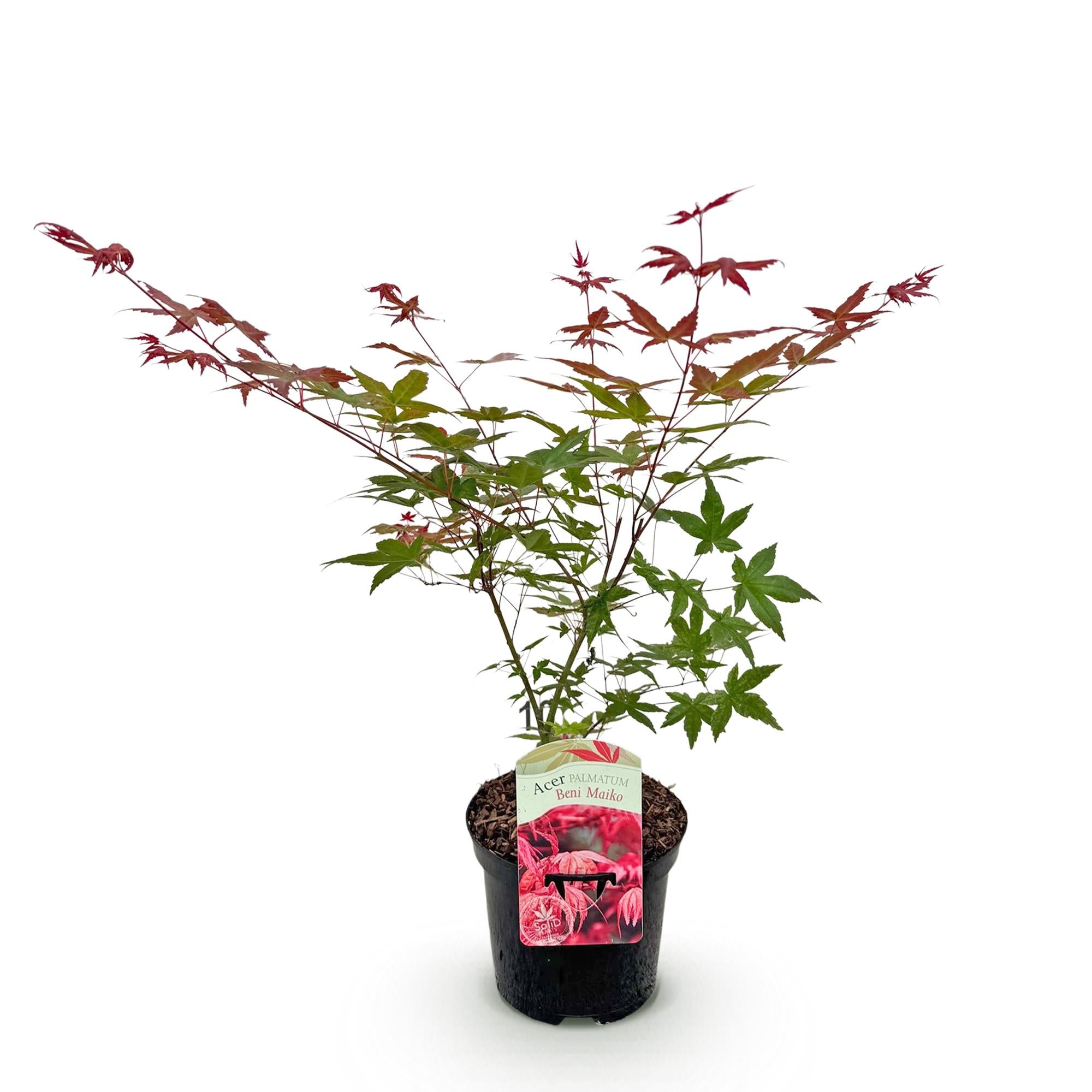 Green boutiQ - Pianta da patio - Acero giapponese - Acer palmatum Beni Maiko - Rosso - 1 pianta - Decidua - Vaso 19 cm Altezza 70 cm
