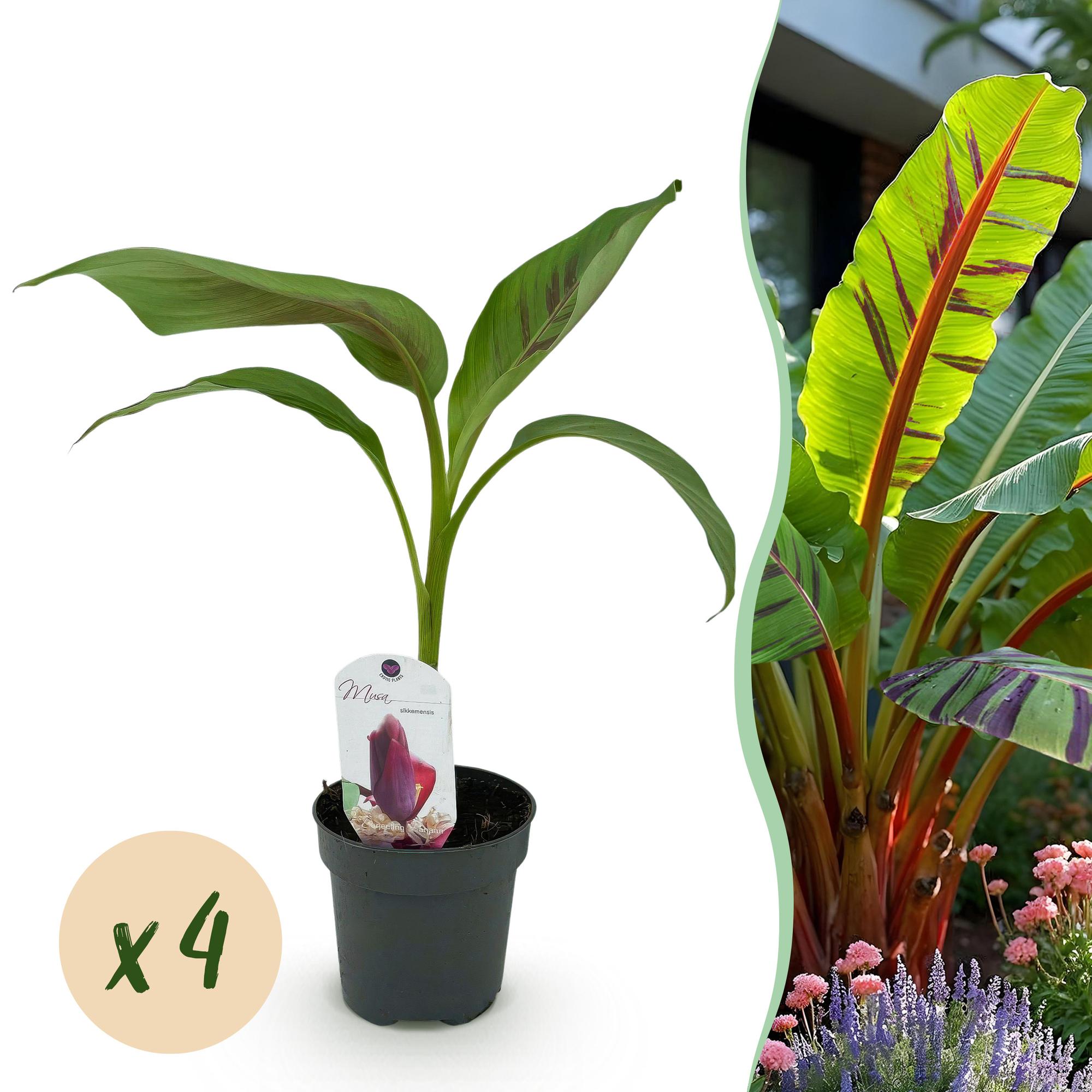 Bananen plant - Musa sikkemensis Red Tiger - Winterhard - 4 planten - Pot 12cm Hoogte 30cm