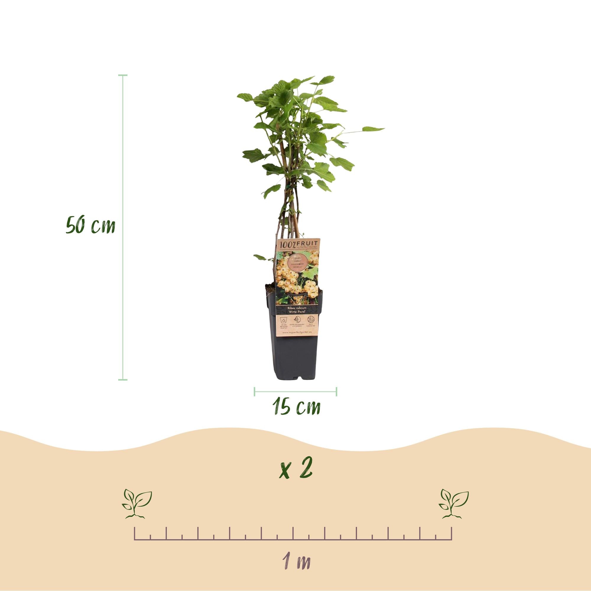 Ribes rubrum Witte Parel - Bessenplant - Winterhard - Witte Bes - 2 Planten - Pot 15cm - Hoogte 50cm