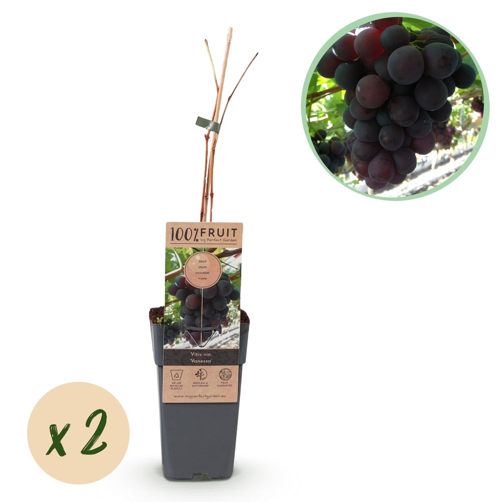 Green boutiQ – Obstpflanze – Lila Weinrebe – Vitis vinifera Vanessa – Kernlos – 2 Pflanzen – Topf 15 cm, Höhe 50 cm
