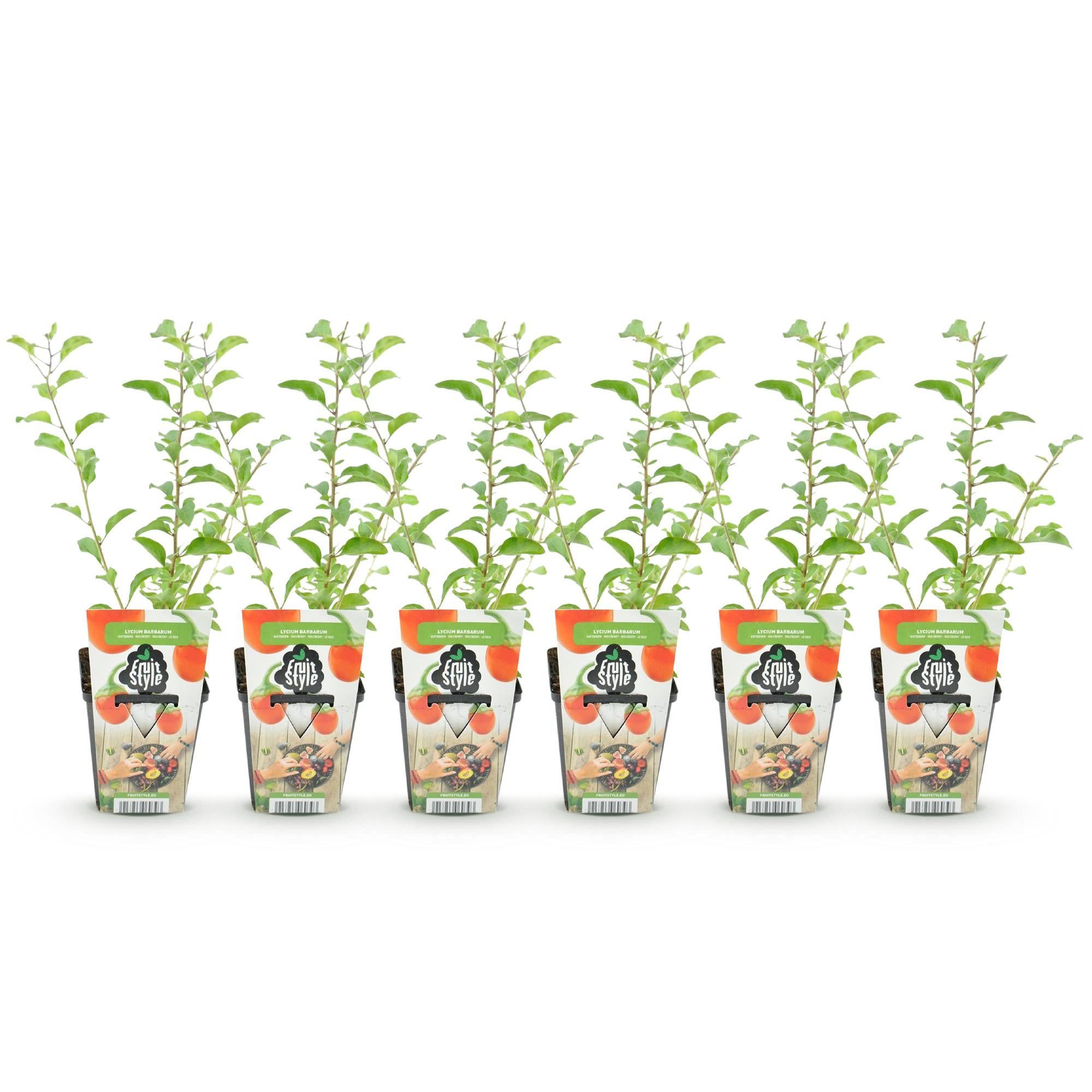 Goijbes - Lycium Barbarum - Winterhard - 6 Planten - Pot 9 cm - Oranje - Rode Vrucht