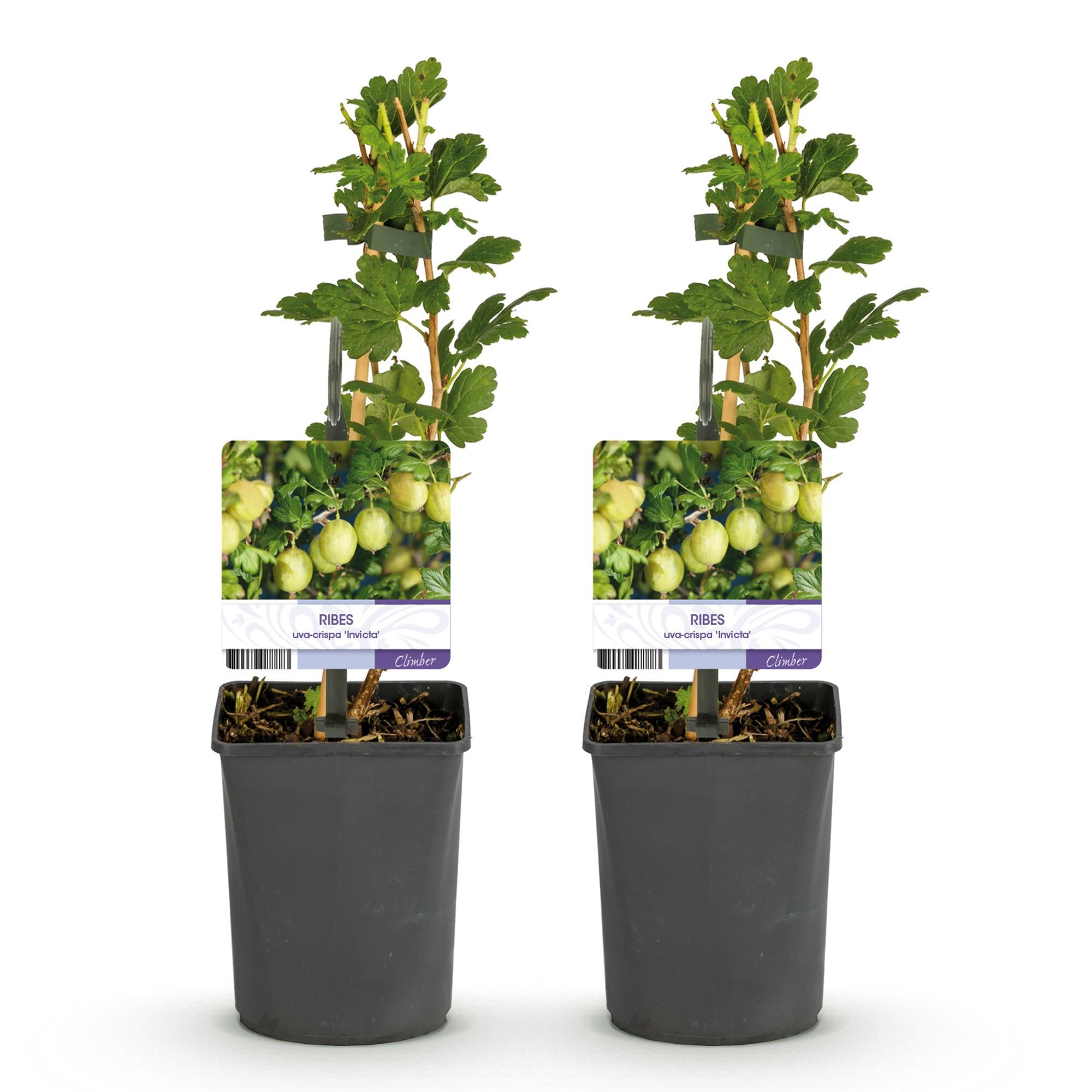 Kruisbes - Ribes uva-crispa Invicta - Groene Bes - 2 planten -  Pot 11cm Hoogte 40cm