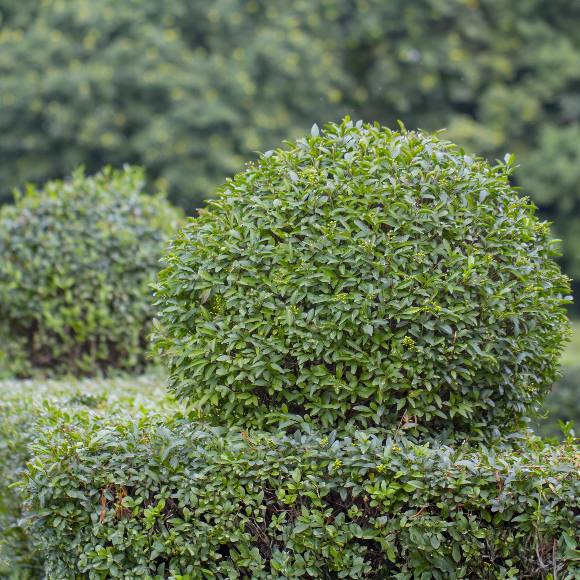 Ligustrum ovalifolium -  blad groen - 6 planten - 1 strekkende meter - groenblijvend - pot 17cm hoogte 55cm