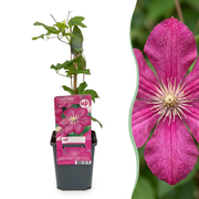 Clematis Ville de Lyon - Bosrank 6x - Rood - Klimplant - Ø9cm - ↕35cm