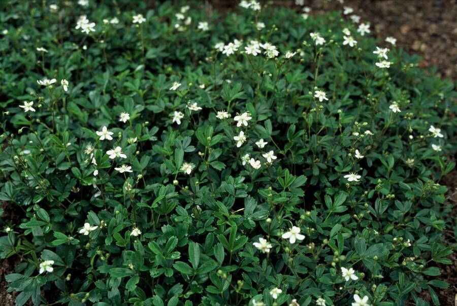 24x Potentilla tridentata 'Nuuk' - ↕10-25cm - Ø9cm