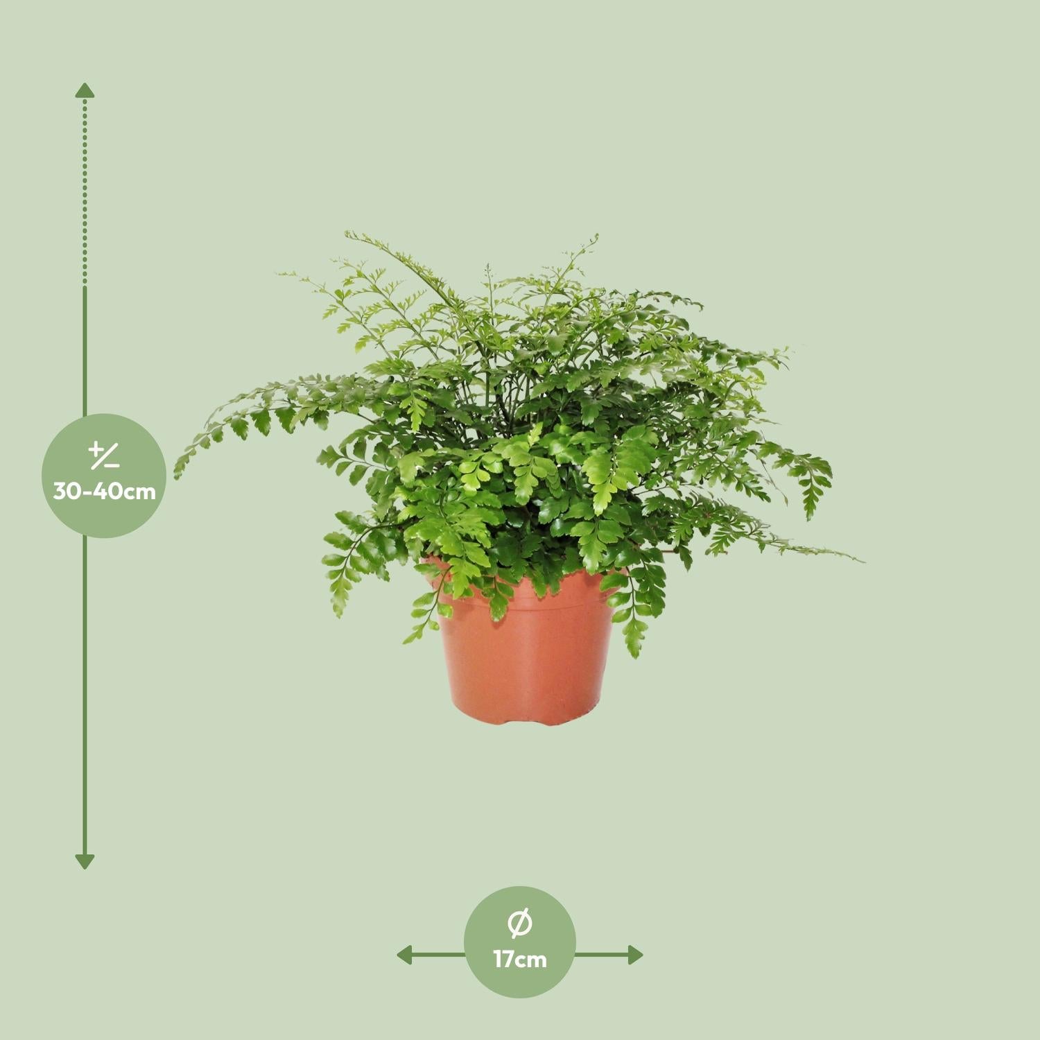 Asplenio Parvati - Ø17cm - ↕30cm