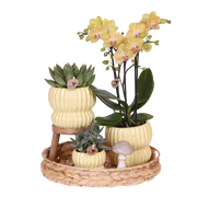 Kolibri Orchids | Gift Set Horizon Geel - Gele Phalaenopsis Orchidee Blossom Lima & Succulenten