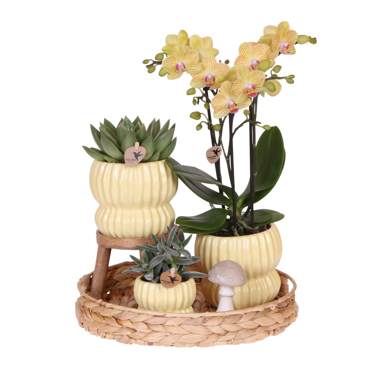 Kolibri Orchids | Gift Set Horizon Geel - Gele Phalaenopsis Orchidee Blossom Lima & Succulenten