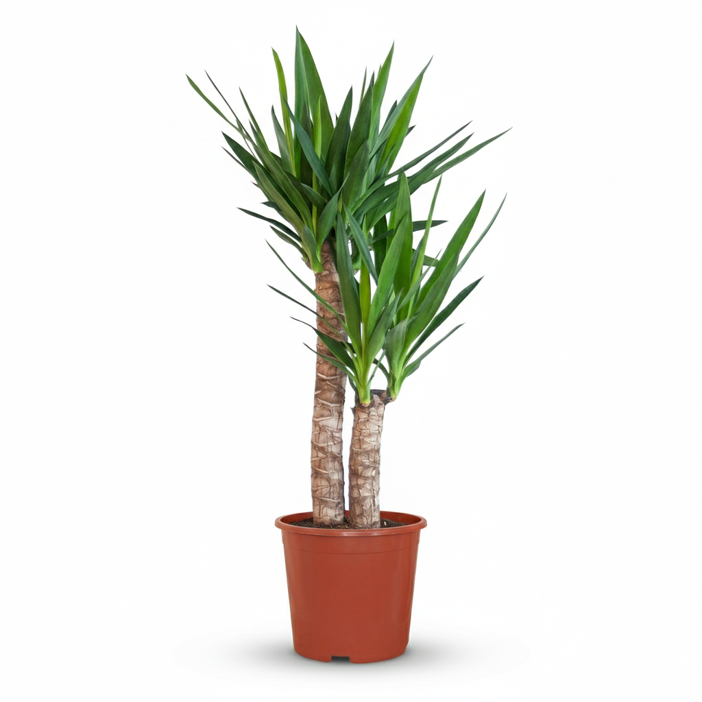 Yucca (Palmlelie) - Yucca Elephantipes - Groen - Weinig onderhoud - 1 Plant - Pot 21cm - Hoogte 80 - 90cm