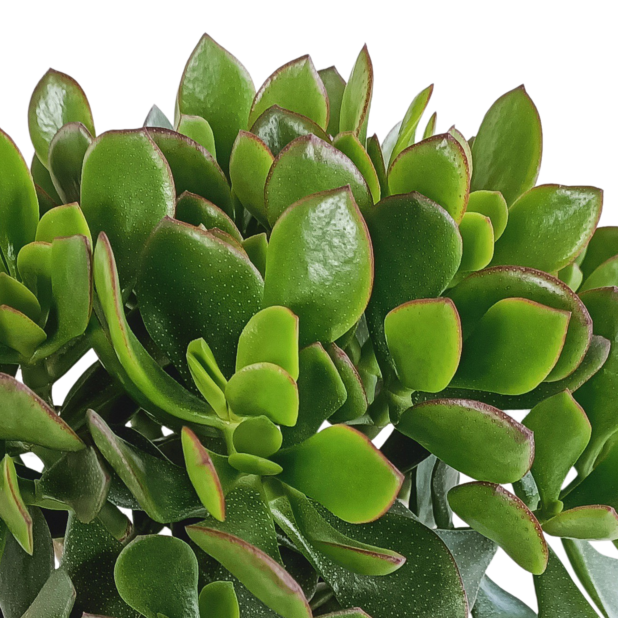 Crassula minova 17cm