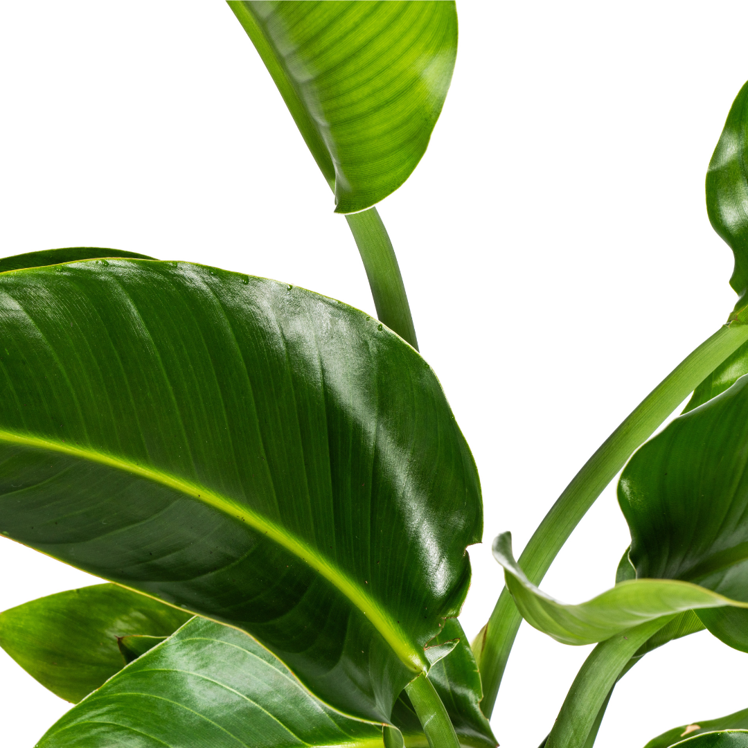 Strelitzia Nicolai met mand Ø21cm - ↕90 - 110cm