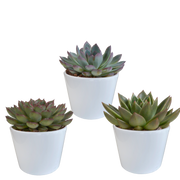Echeveria mix 10.5 cm - 3x - in witte pot