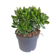 Crassula minova 17cm