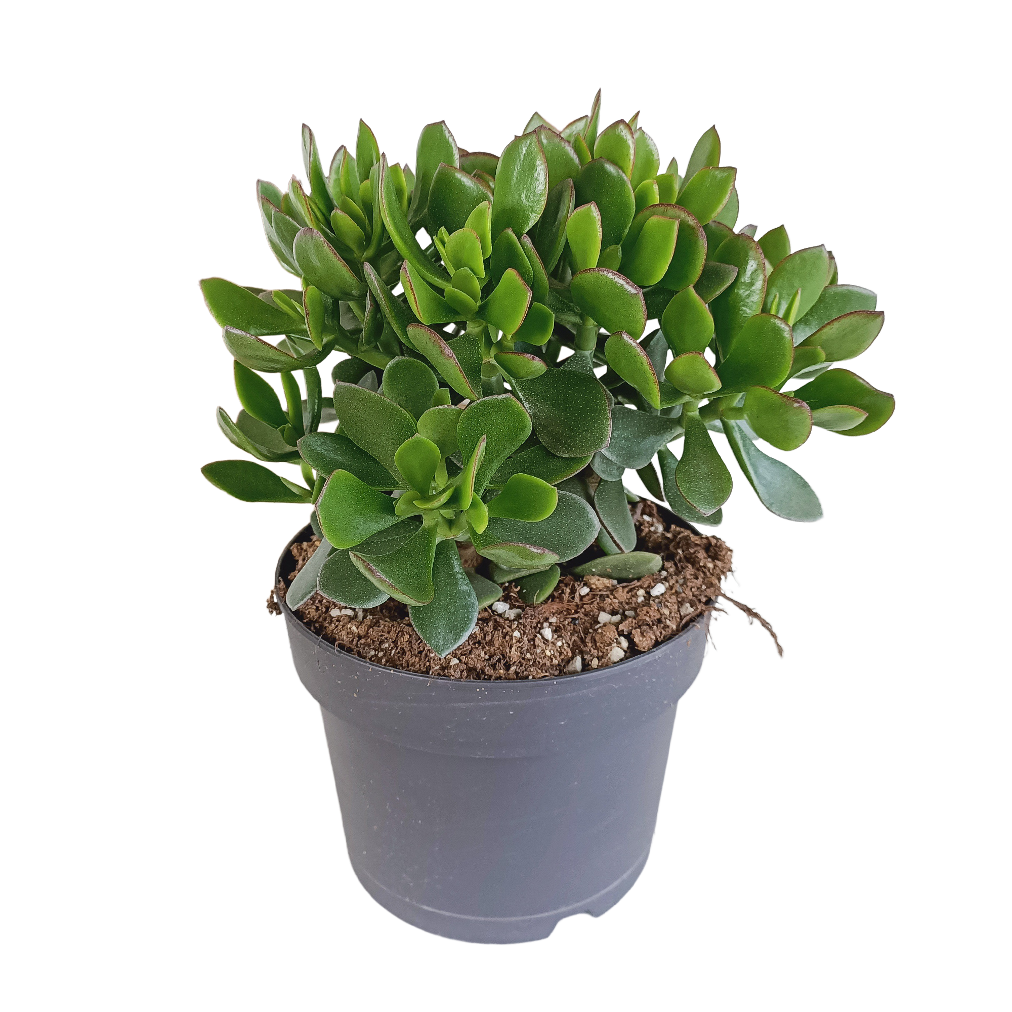 Crassula minova 17cm