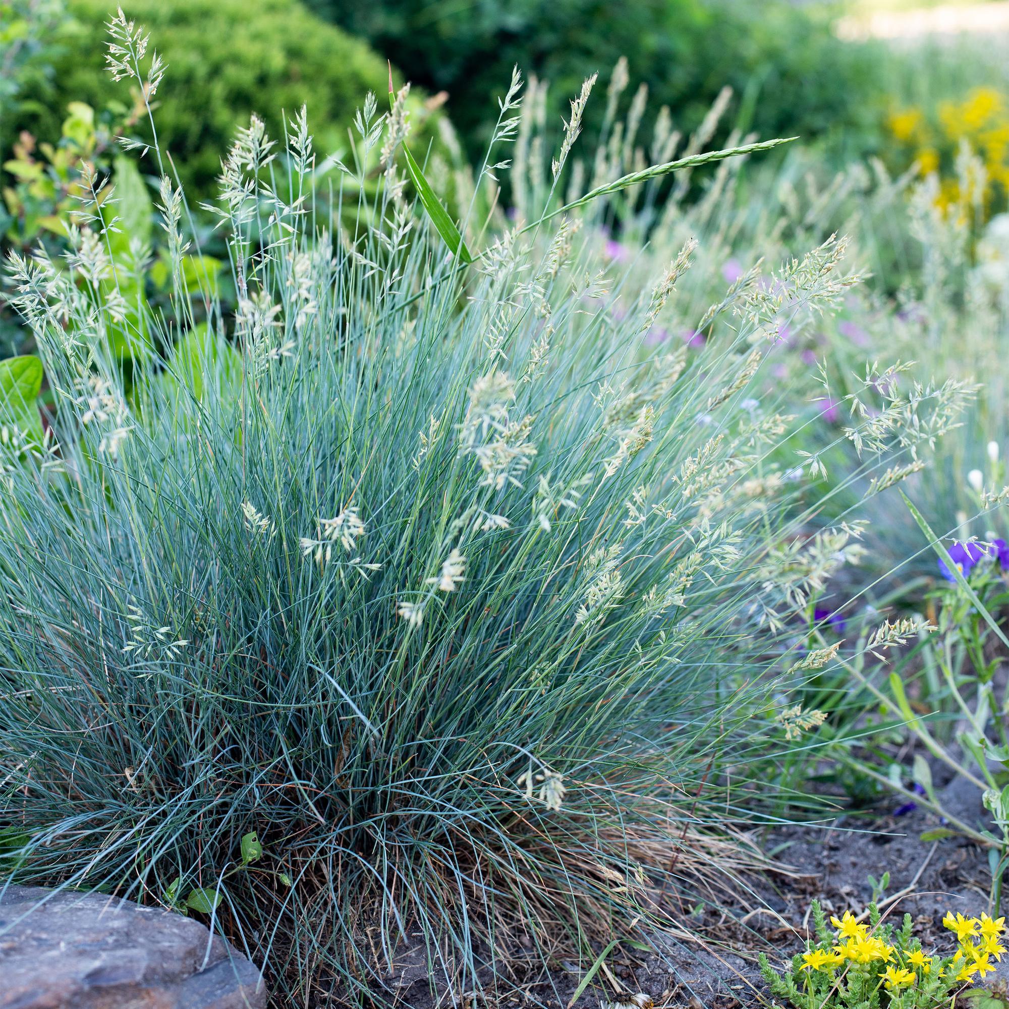Festuca glauca Intense Blue  - Blauw - 2 Planten - Bladhoudend - Weinig Onderhoud - Pot 17cm Hoogte 50cm