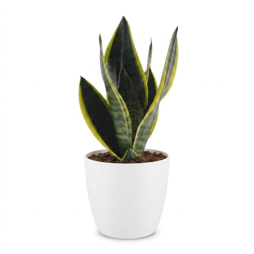 Sansevieria Future Superb - Vrouwentong - met Potter Wit - Pot 12cm - Hoogte - 35cm