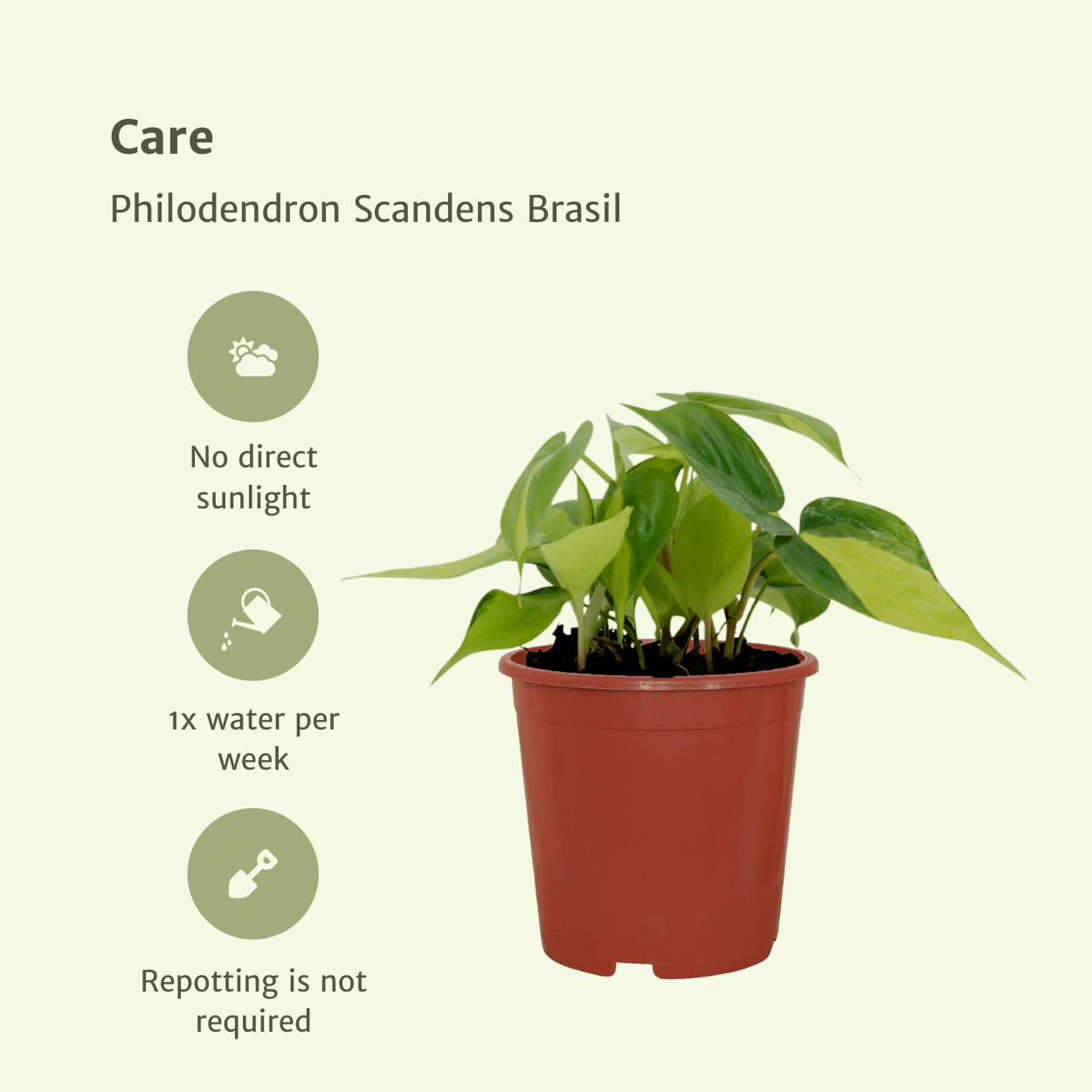 Philodendron Scandens Brasil - 4 pezzi - Ø12cm - ↕15cm