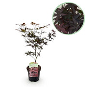 Green boutiQ – Terrassenpflanze – Japanischer Ahorn (Acer palmatum 'Bloodgood') – Rot – 1 Pflanze – Laubabwerfend – Topf: 19 cm, Höhe: 70 cm