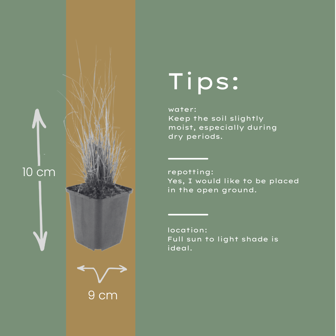 12x Calamagrostis brachytricha - ↕10-25cm - Ø9cm