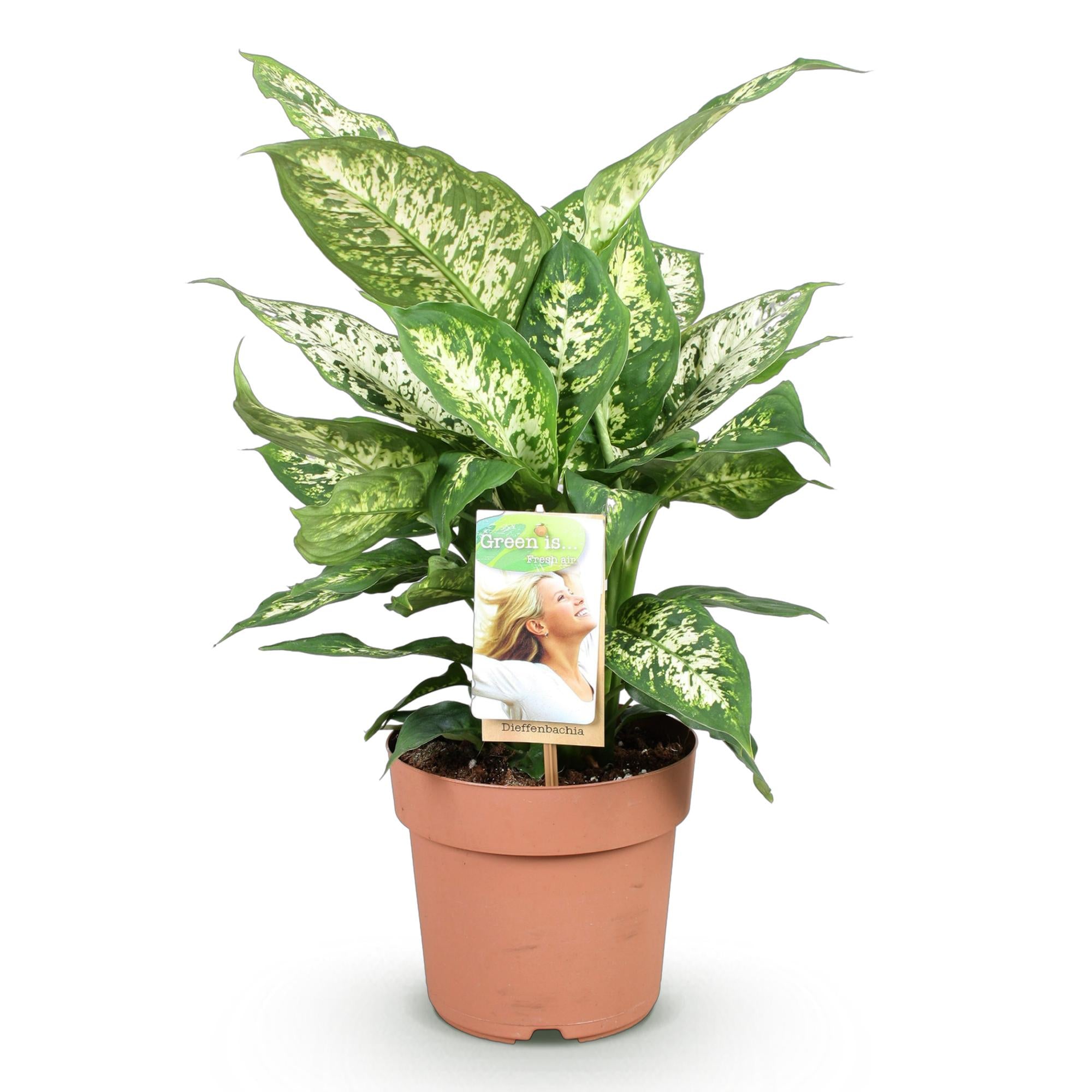 Diefenbachia Compacta - Weinig onderhoud - Groen - 1 Plant - Pot 17cm - Hoogte 45-50cm