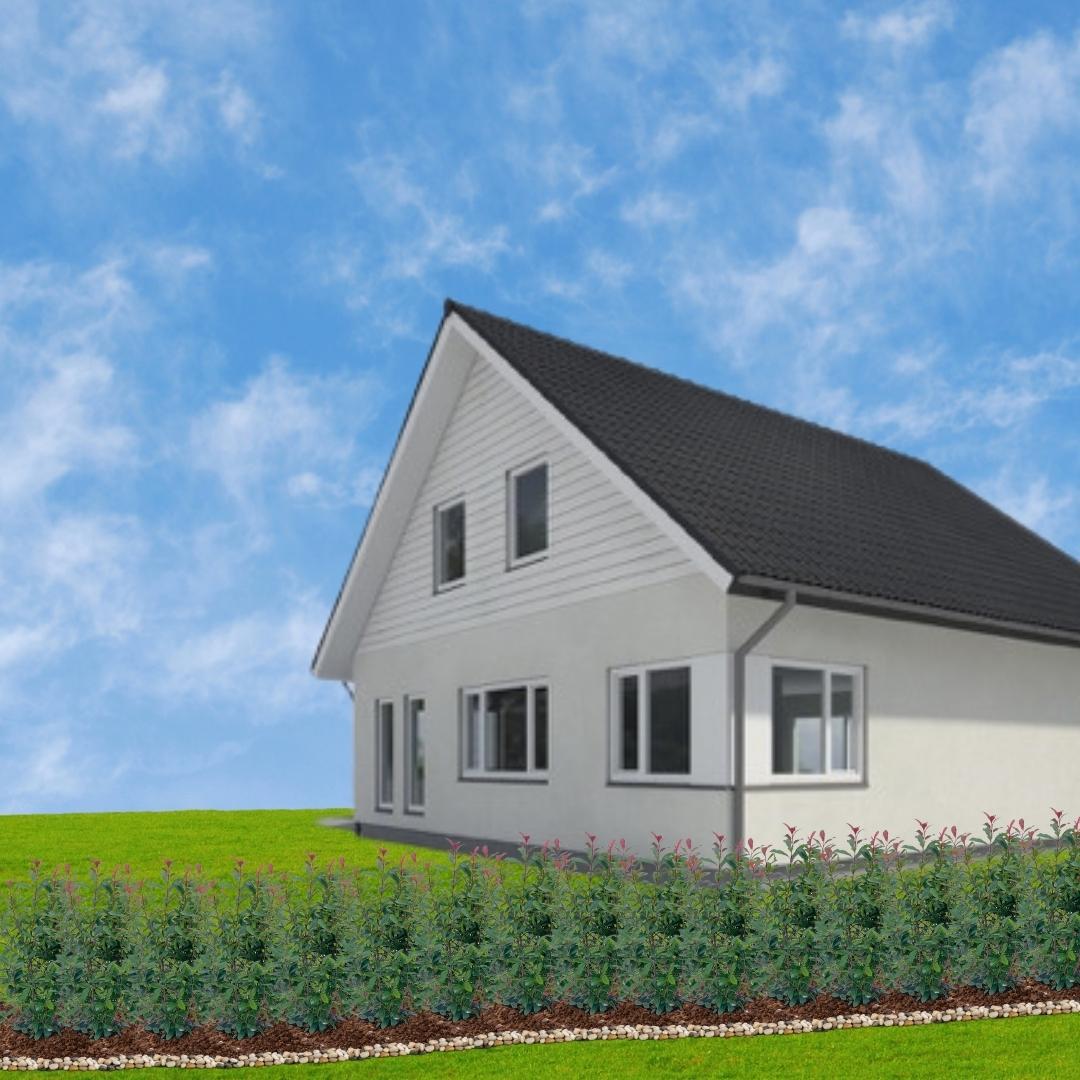 Große Glanzmispelpflanzen für eine 10 Meter lange Hecke | - 12L - 20x | ↨ 125-150 cm - Carré Rouge