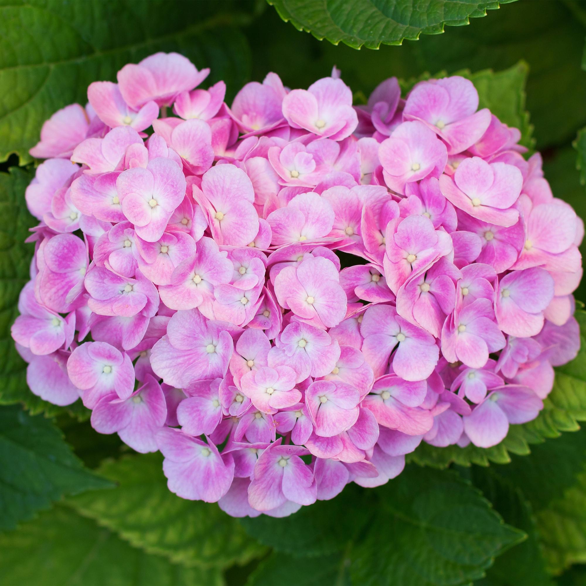 Green boutiQ – Hortensie – Hortensie (Hydrangea macrophylla) Rosa – Blütenfarbe Rosa – 3 Pflanzen – 1 m² – Laubabwerfend – Pflegeleicht – Topf: 17 cm, Höhe: 30 cm