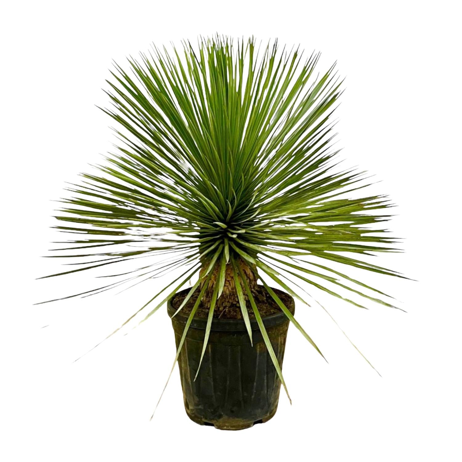 Yucca Rostrata sur tige - 70 cm - Ø27