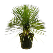 Yucca Rostrata sur tige - 70 cm - Ø27