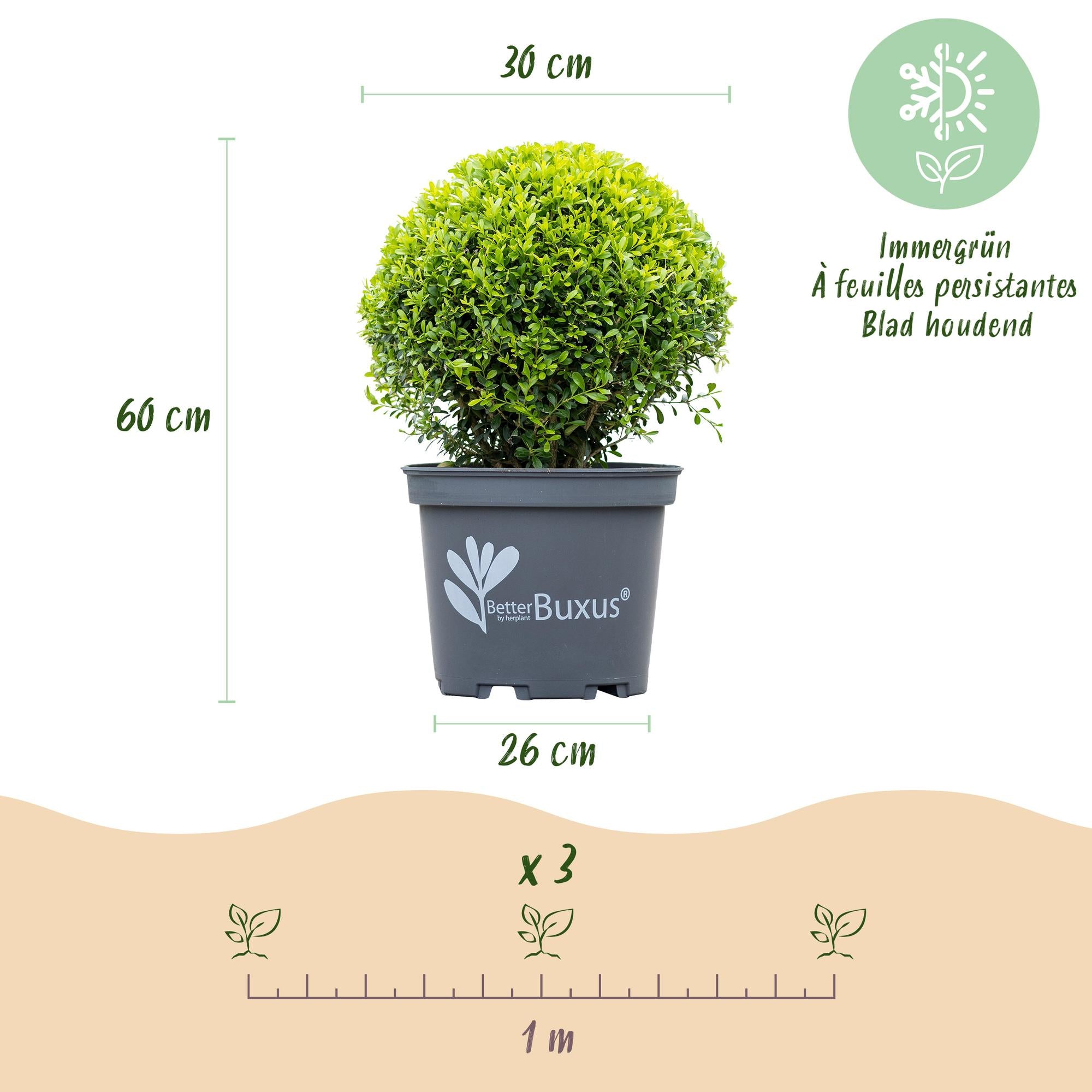 Buxus Bol - BetterBuxus Skylight - Resistant tegen Buxus Schimmel - 1 planten - pot 26cm bol 30cm