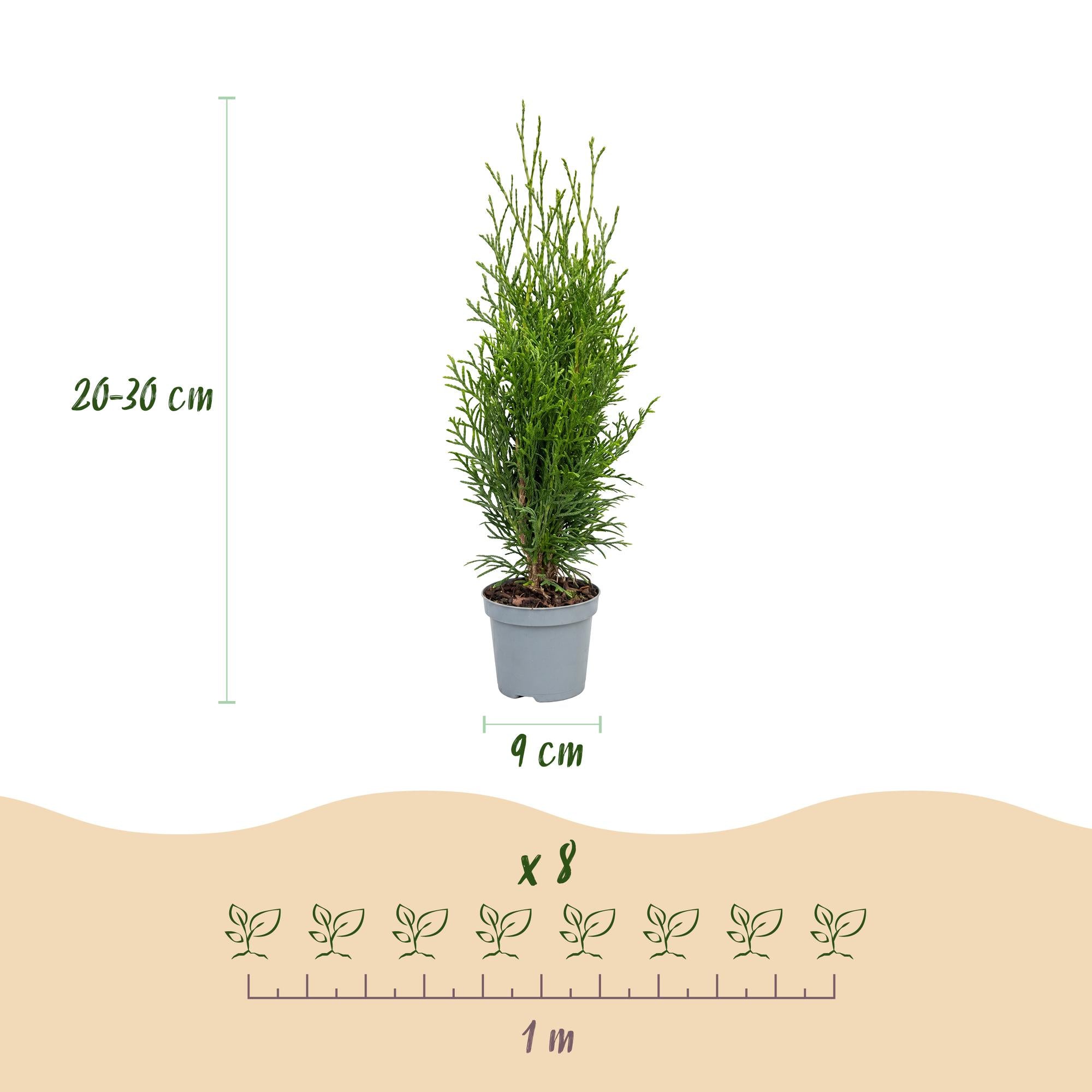 Thuja occidentalis Smaragd - 40x Levensboom - Haagplanten - Groenblijvend - Groen - Pot 9cm - Hoogte 20-30cm