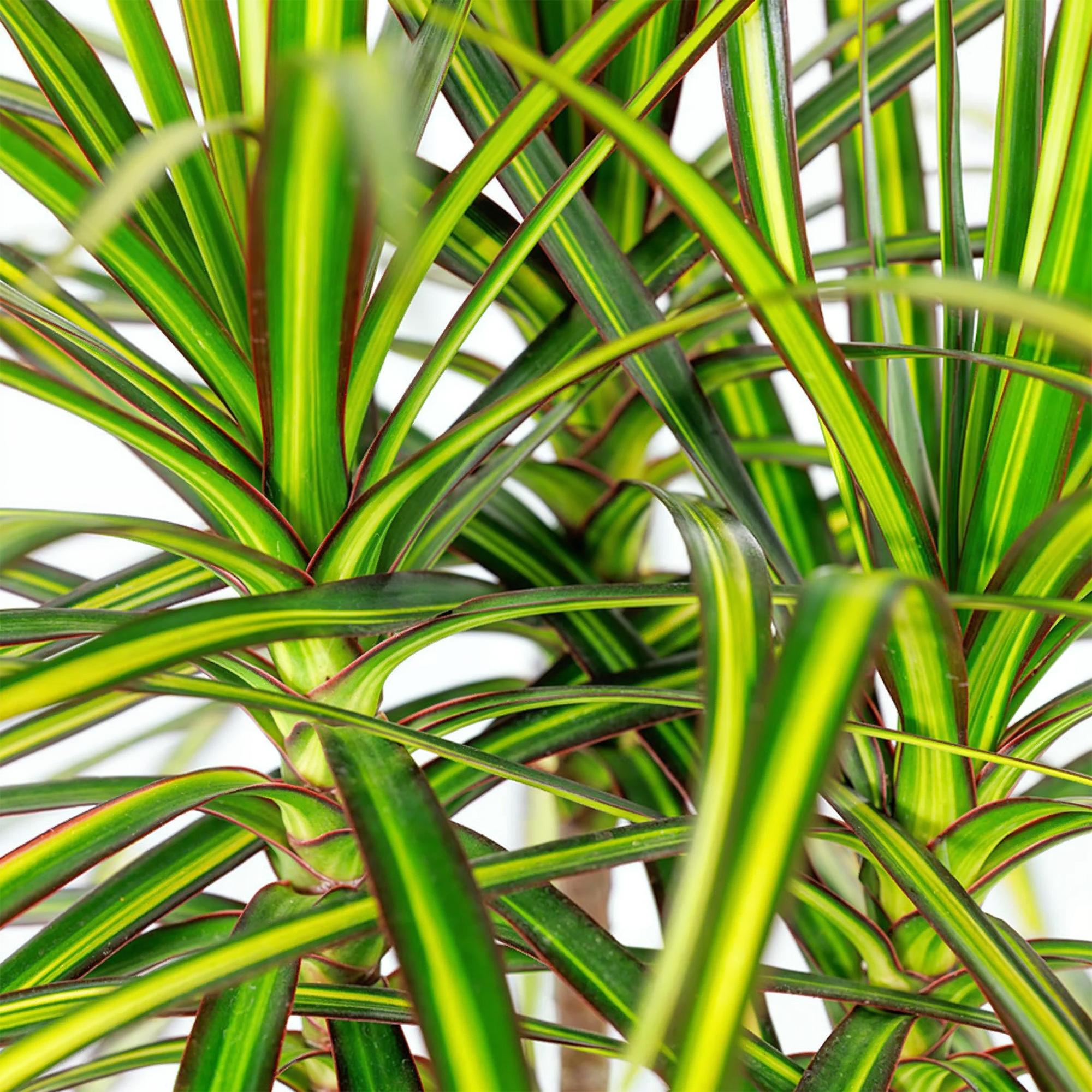 Dracaena Sunray - Drakenbloedboom - Weinig onderhoud - met mand - Groen - 1 Plant - Pot 17cm - Hoogte 70-75cm