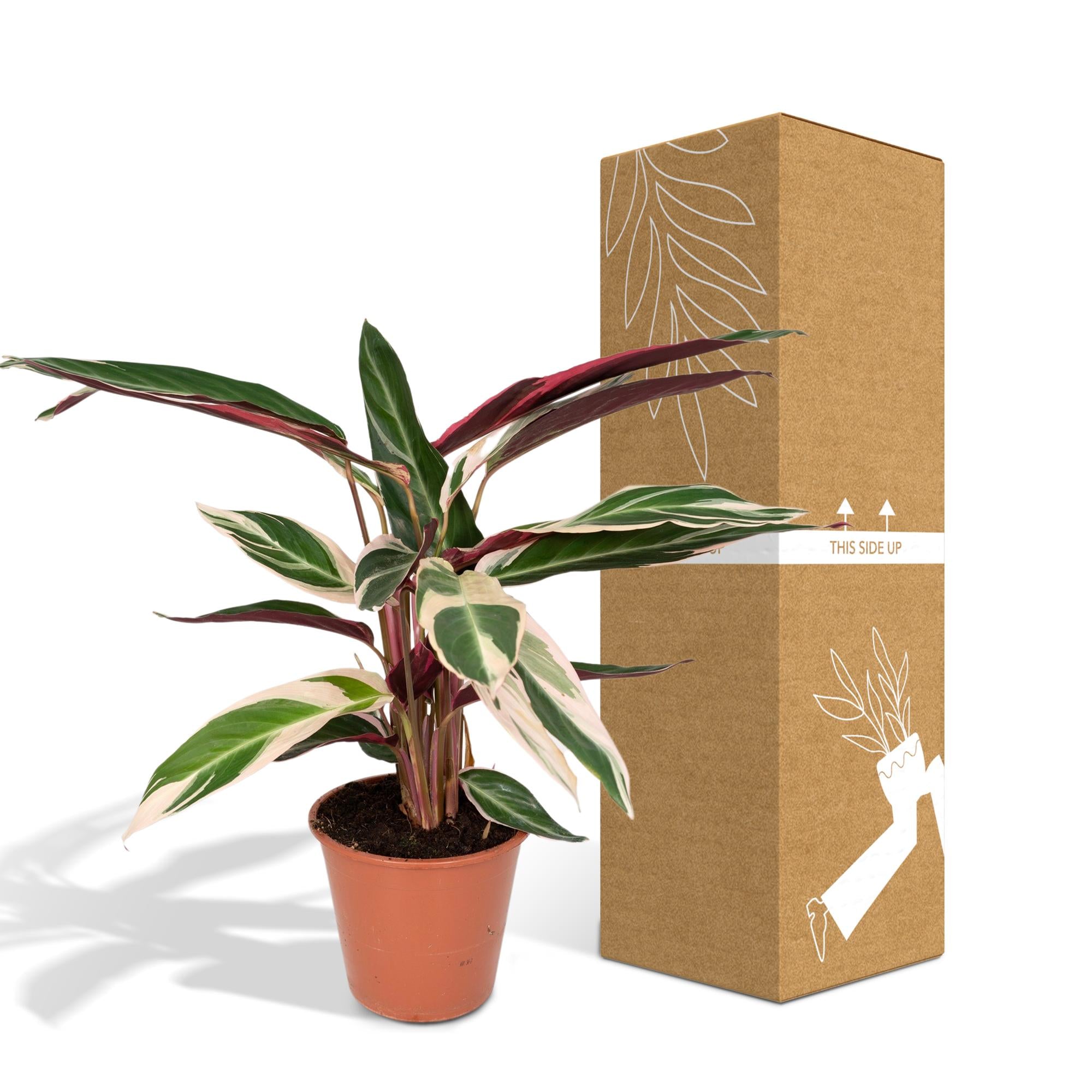 Calathea Triostar – Pfauenblume – Ø 19 cm – ↕ 70 cm