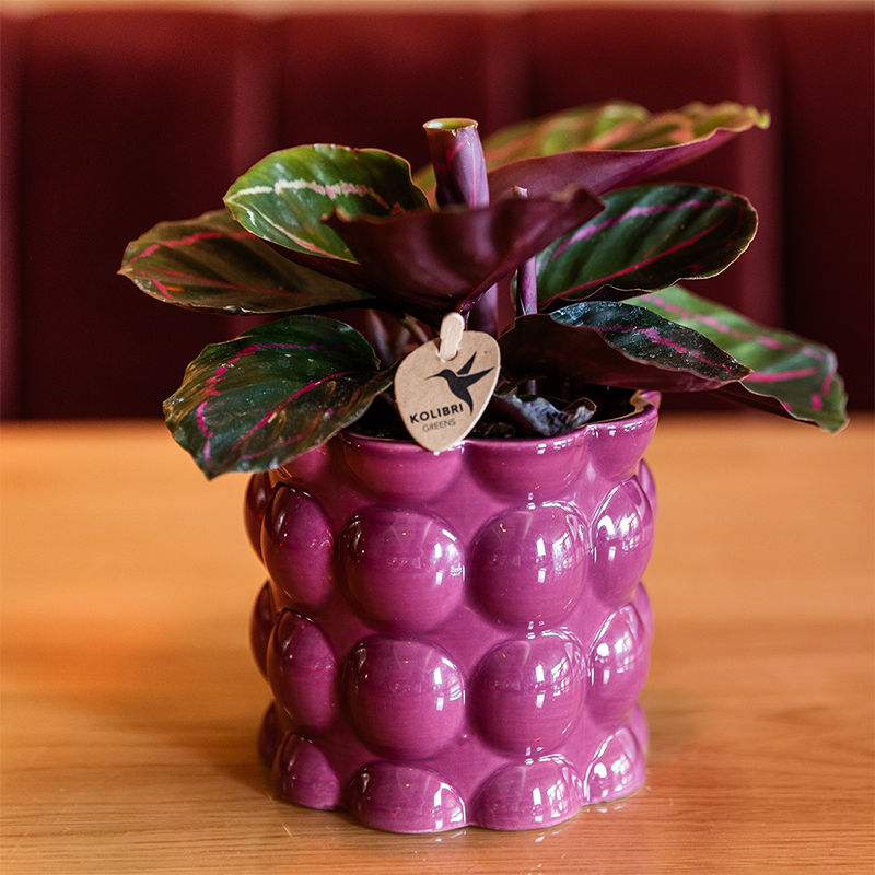 Kolibri Home | Cotton Shine sierpot - Purple - Ø9cm