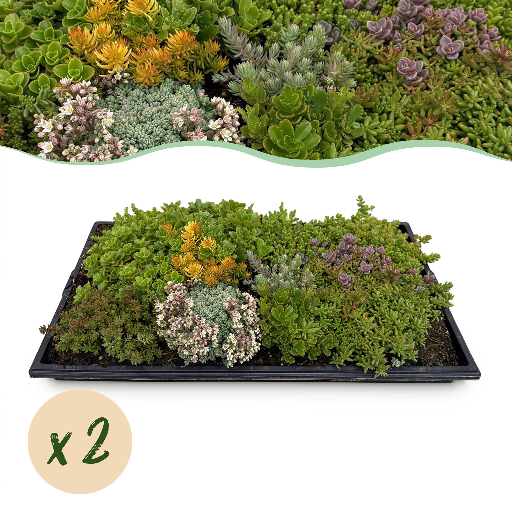 Sedum mat - Bestaat uit 10 soorten - X2 - Weinig Onderhoud - Lengte 50 Breedte 30