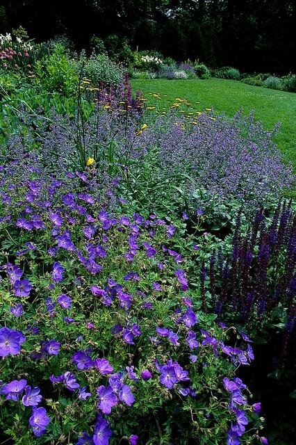 6x Geranium 'Johnson's Blue' - ↕10-25cm - Ø9cm