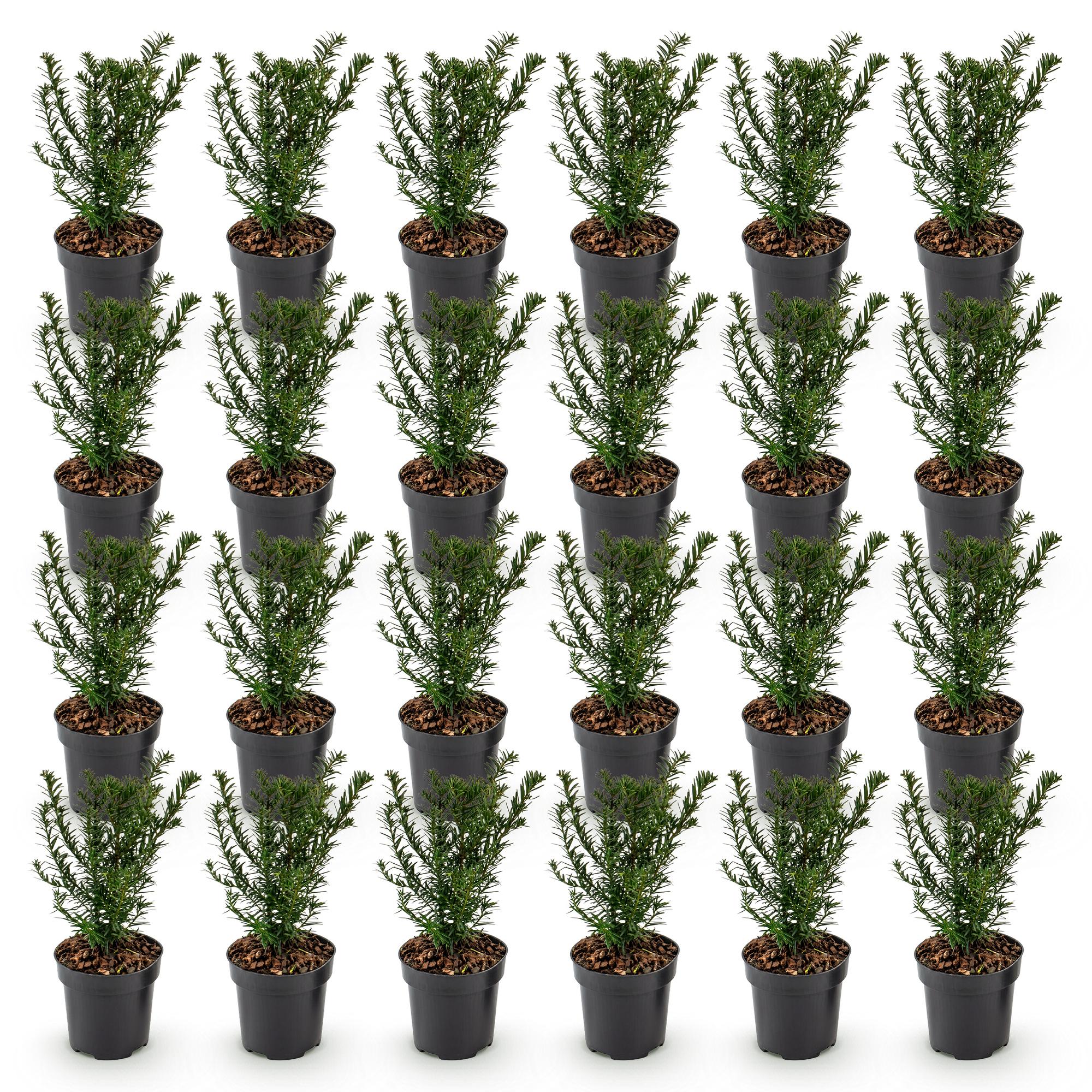 Taxus baccata - Venijnboom 24x - Haagplanten - Groenblijvend - Groen - Pot 9cm - Hoogte 20-30cm