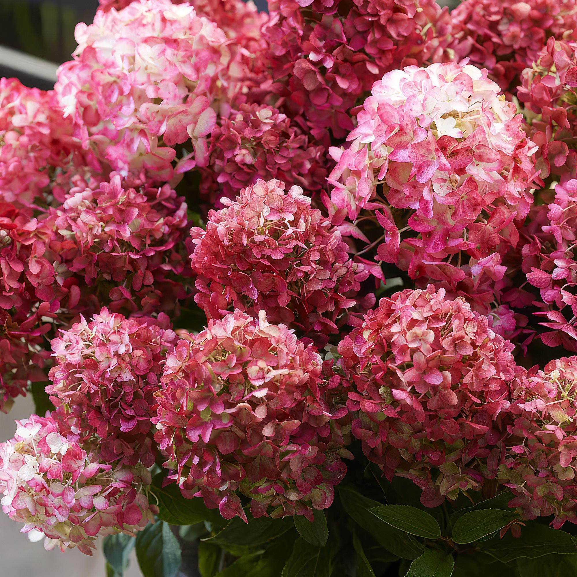 Hydrangea panniculata Living Little Rosy - Pluimhortensia - Winterhard - Roze - 3 Planten - Pot 12cm - Hoogte Hoogte 20-30cm