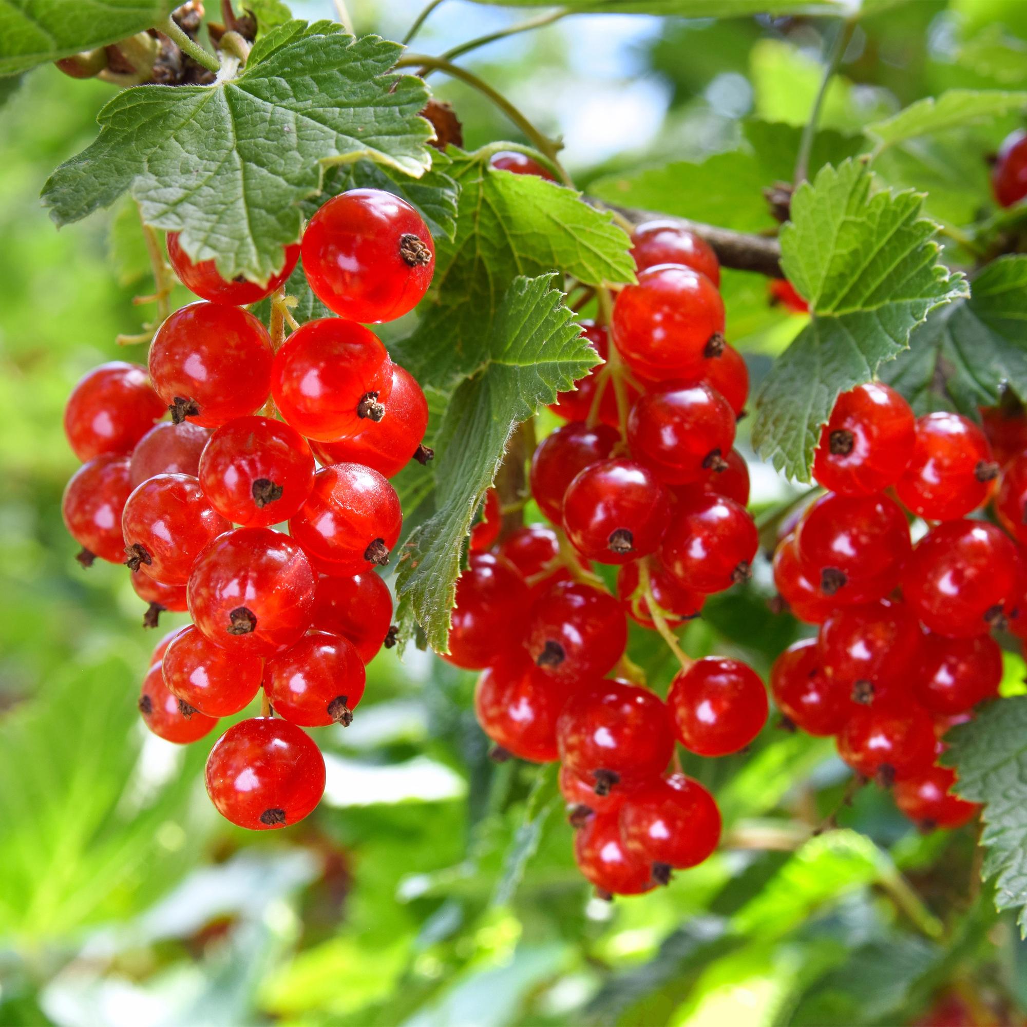 Green boutiQ - Obstpflanze - Johannisbeere - Ribes rubrum Jonkheer van Tets - Rote Johannisbeere - 2 Pflanzen - Topf 11 cm Höhe 40 cm