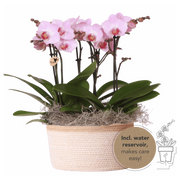Kolibri Orchids | Różowy bukiet z dżungli w Antwerpii w bawełnianym koszu