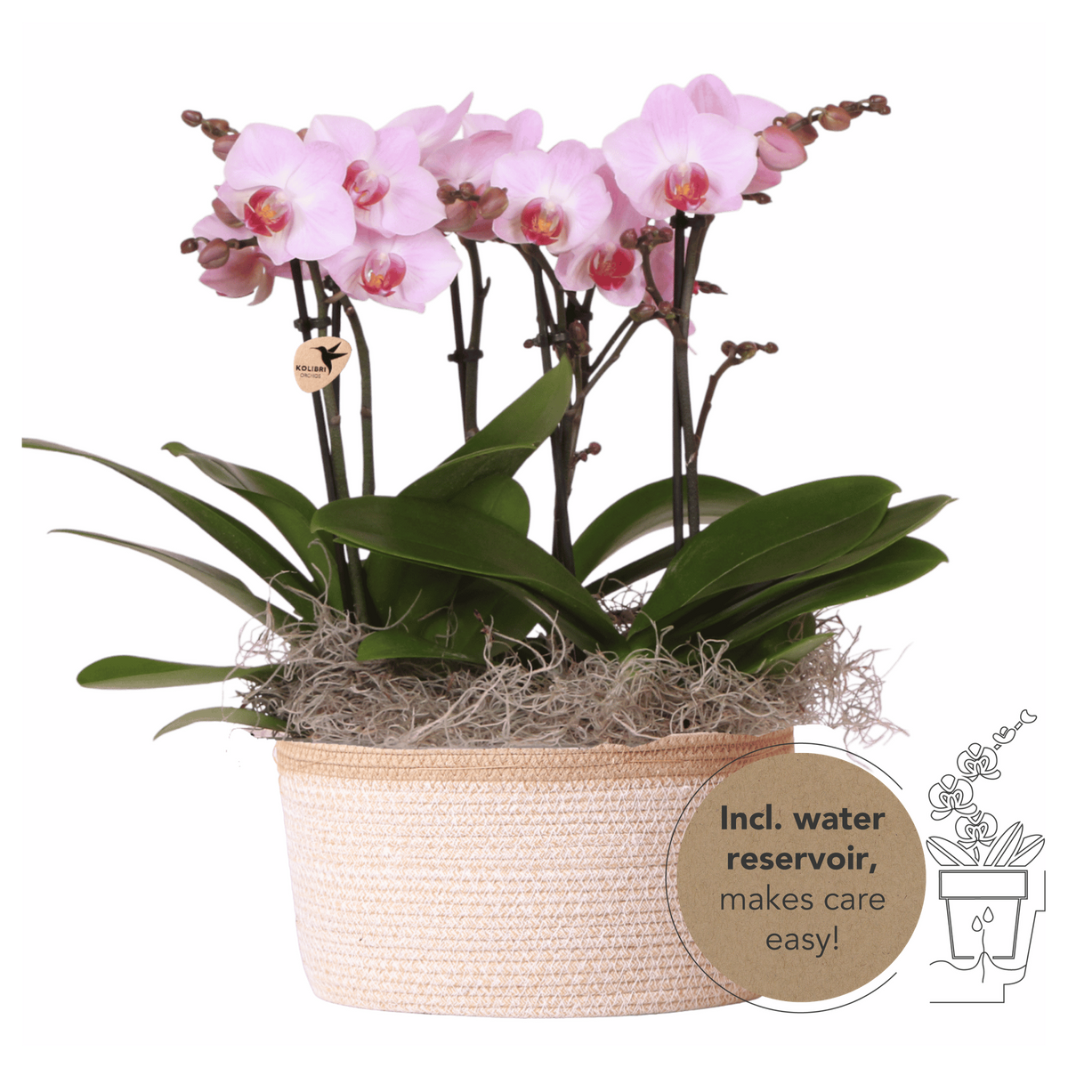 Kolibri Orchids | Różowy bukiet z dżungli w Antwerpii w bawełnianym koszu