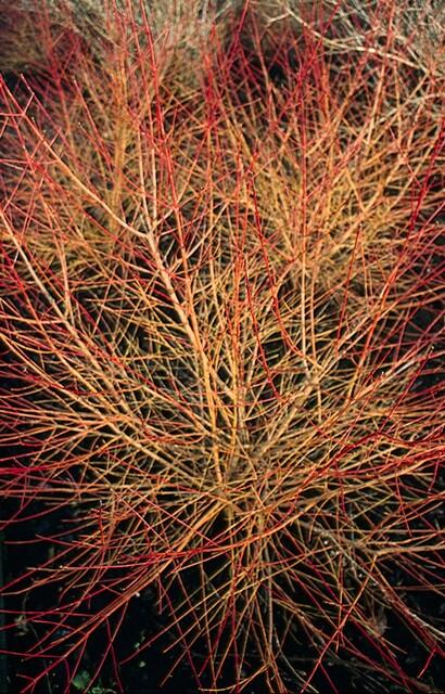 48x Cornus sang. 'Arancia invernale di Anny' - ↕10-25cm - Ø9cm