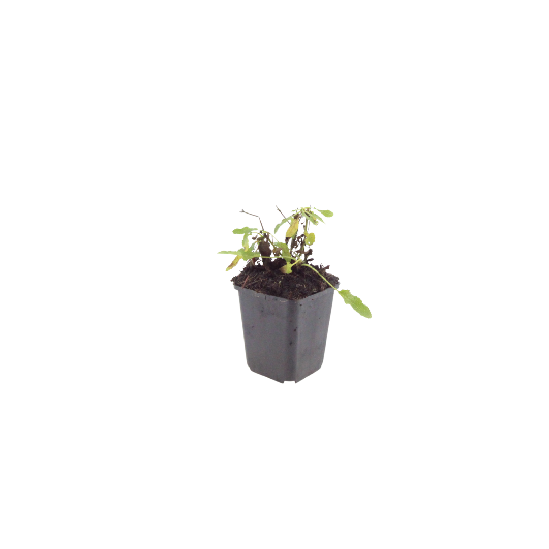 12x Salvia n. 'Schneehugel' - ↕10-25cm - Ø9cm