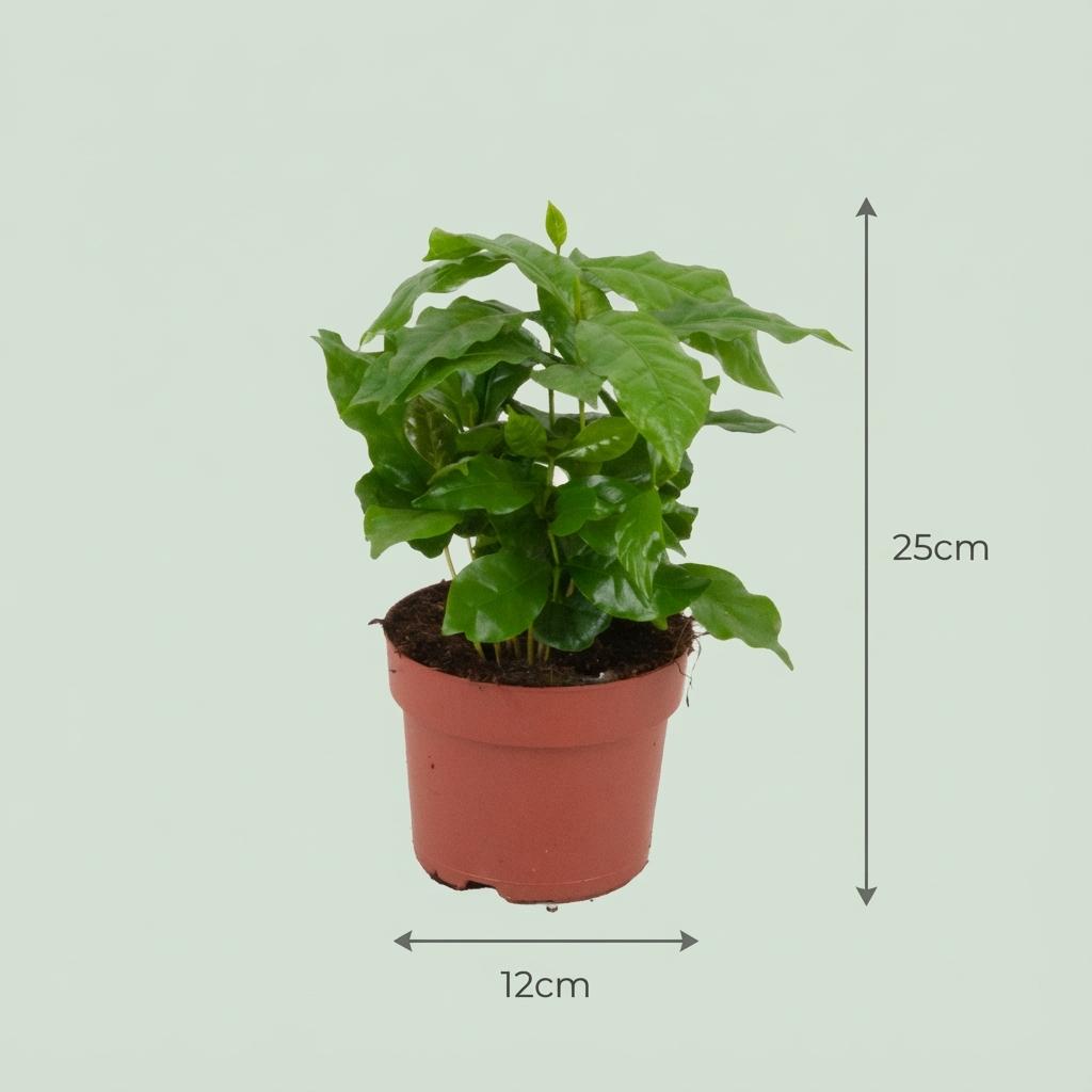 Coffea Arabica Koffieplant - 4x - Ø 12 cm - Hoogte: 25 cm